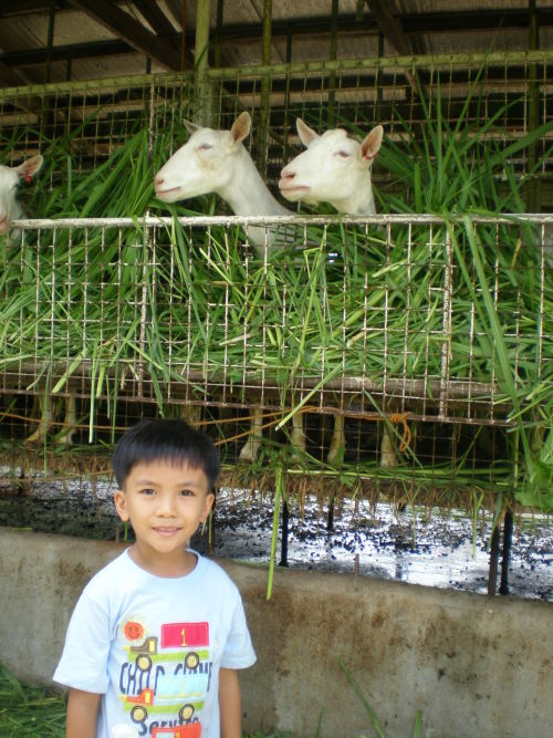 boy-and-goats