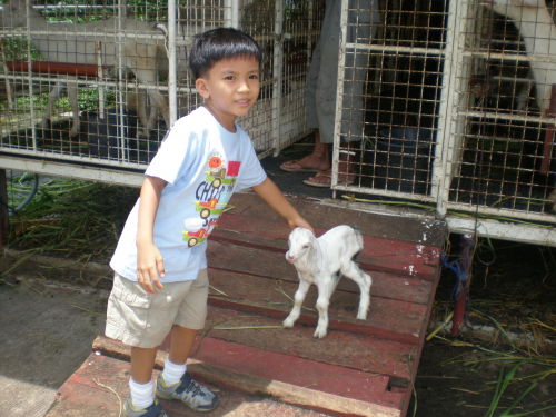 boy-pets-goat